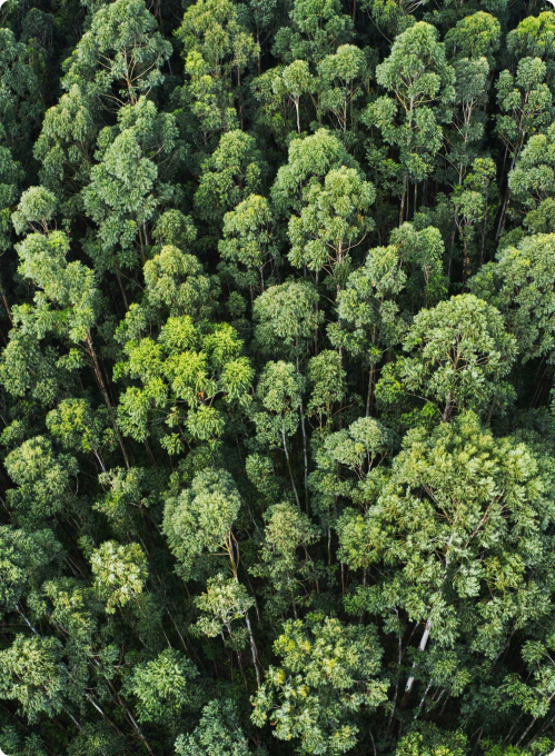 Decorative image to represent decarbonization